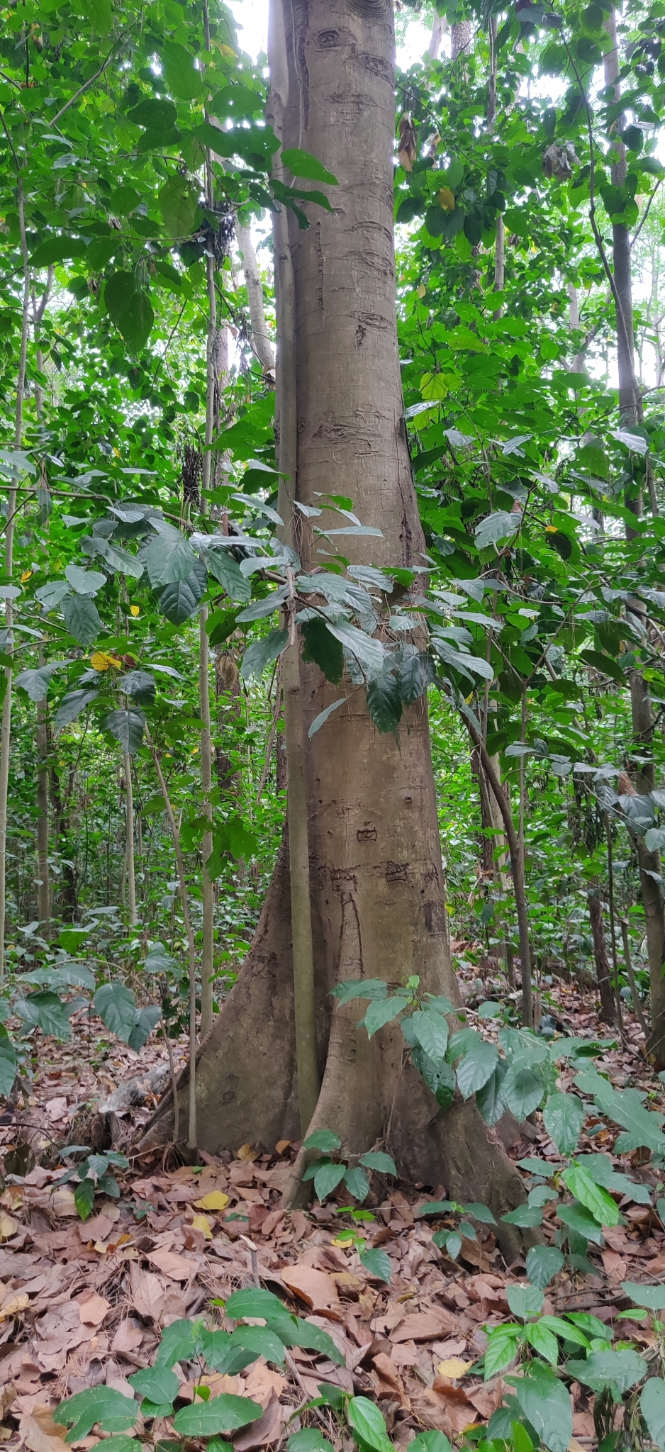 Imagem de Pau-rei