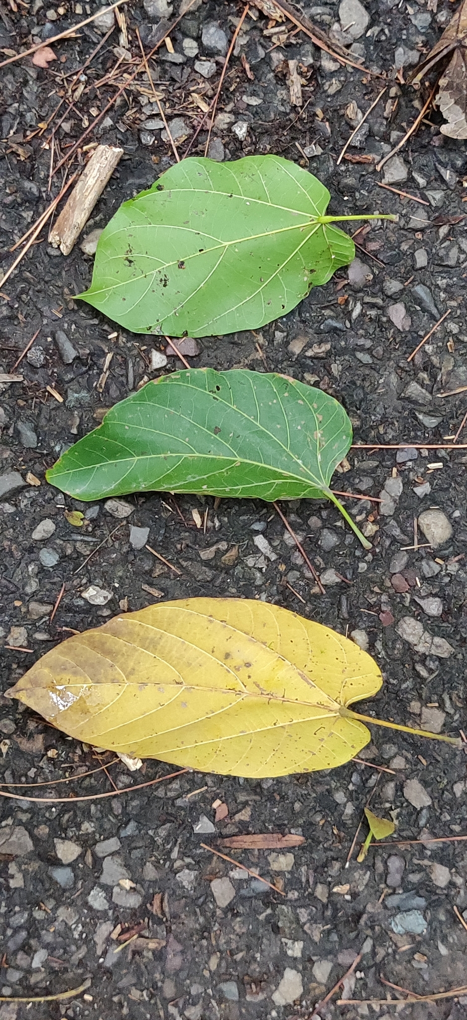Imagem de Pau-rei