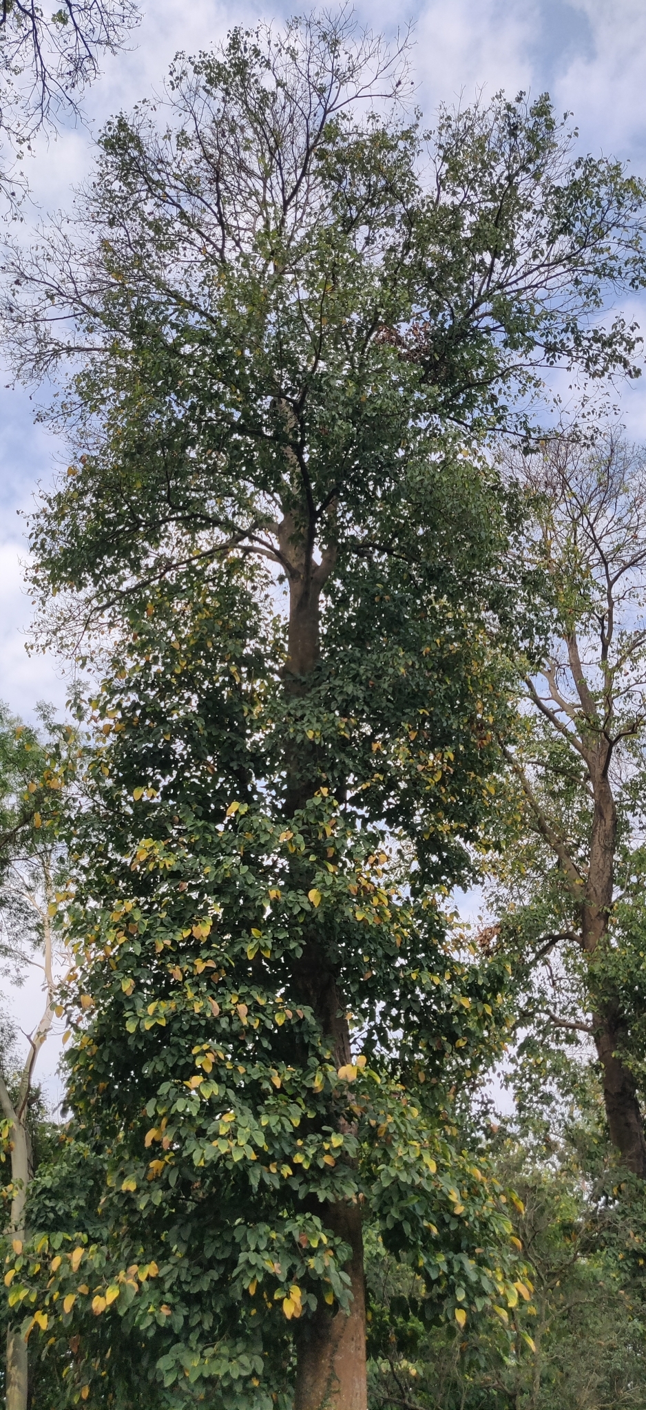 Imagem de Pau-rei