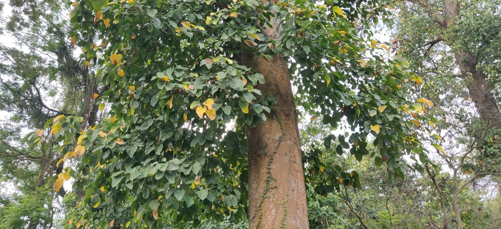 Imagem de Pau-rei