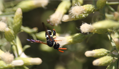Leucospis hopei
