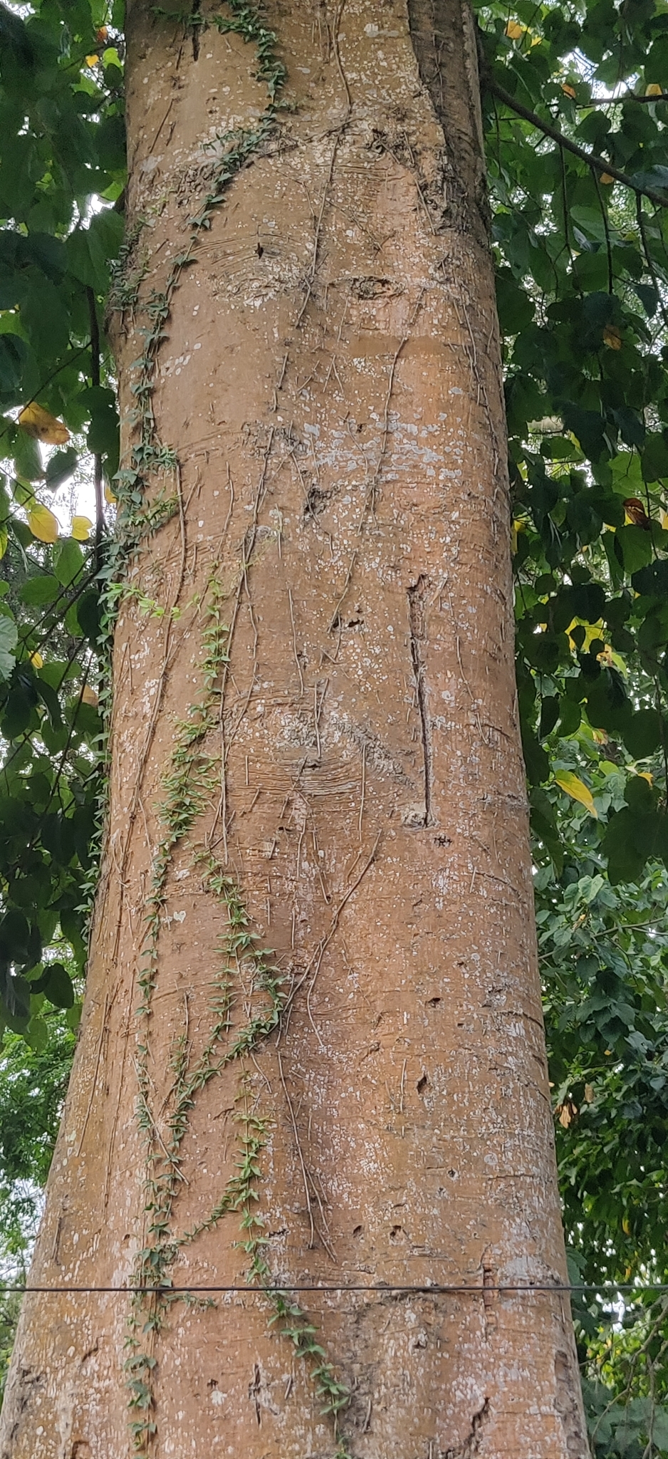 Imagem de Pau-rei