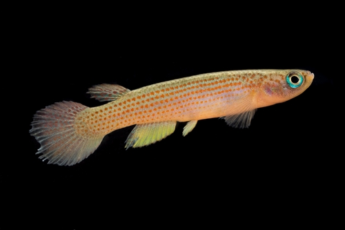 Redlined killi (Anablepsoides rubrolineatus) — Rivulidae — 4