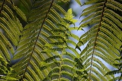 Cyathea dealbata
