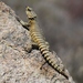 Girdle-tail Lizards - Photo (c) Kevin Murray, some rights reserved (CC BY), uploaded by Kevin Murray