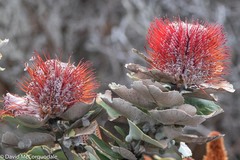 Banksia coccinea