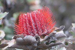 Banksia coccinea