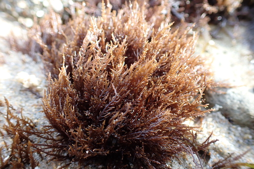 Image of Endocladia muricata by (c) Allison Gong, some rights reserved (CC BY)
