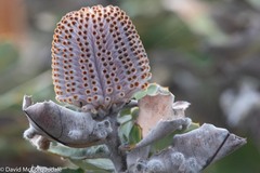 Banksia coccinea