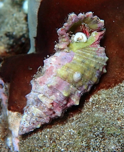 Cerithium echinatum observed 2018-05-25