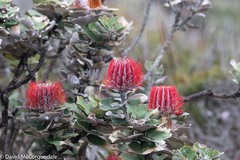 Banksia coccinea