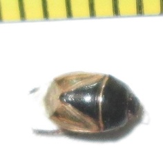 Microporus