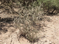 Cylindropuntia thurberi versicolor