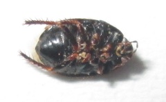 Microporus