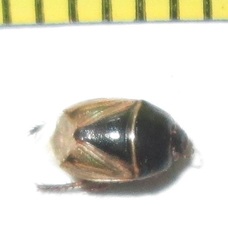 Microporus