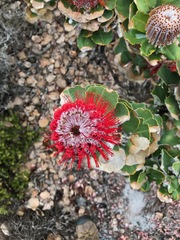 Banksia coccinea