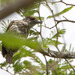 Mainland Antillean Piculet - Photo (c) Pedro Genaro Rodriguez, some rights reserved (CC BY-NC), uploaded by Pedro Genaro Rodriguez