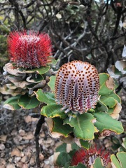Banksia coccinea