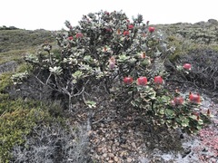Banksia coccinea