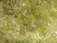 Gobius xanthocephalus