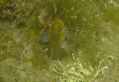 Gobius xanthocephalus