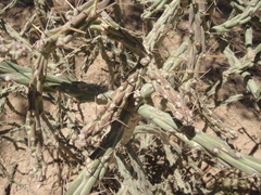 Cylindropuntia thurberi versicolor