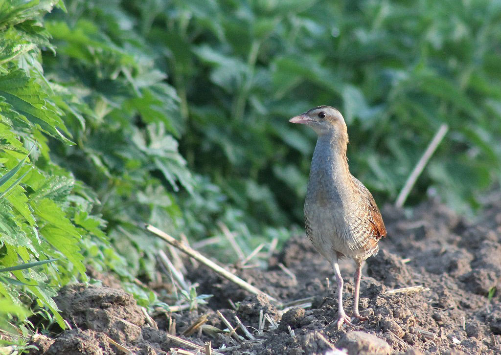 iNaturalist.org. В. Данилова, Чебоксары Чувашия, май 2014