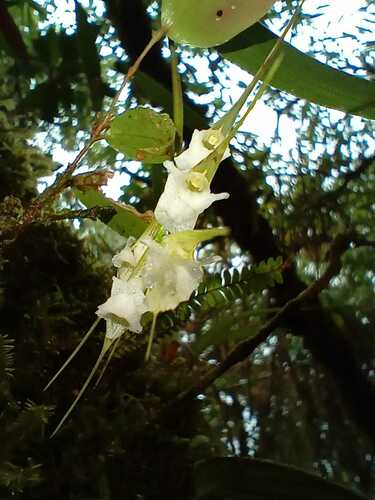 Elleanthus lancifolius C.Presl 4