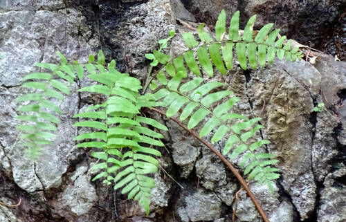 Scaly swordfern (Nephrolepis hirsutula)