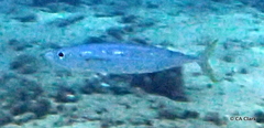Decapterus macarellus