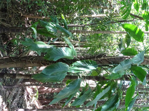 Epipremnum amplissimum (Epipremnum amplissimum)