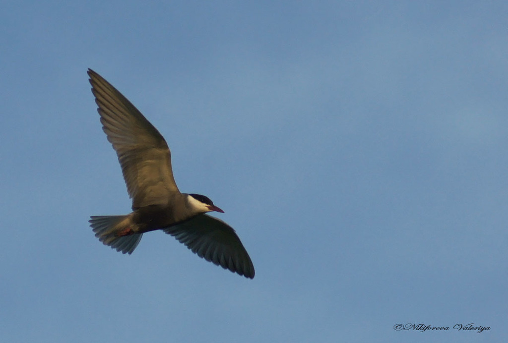 iNaturalist.org. В. Данилова, Ибресинский  р-н Чувашия, июнь 2015