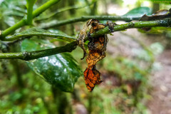 Uroplatus phantasticus
