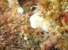 Didemnum carnulentum