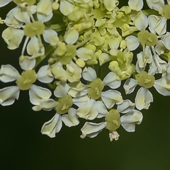Conium fontanum alticola