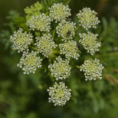 Conium fontanum alticola