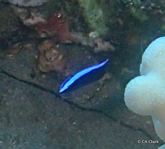 Labroides phthirophagus