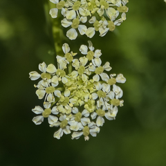 Conium fontanum alticola