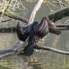 Phalacrocorax carbo