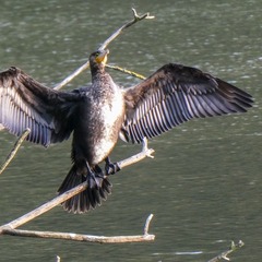 Phalacrocorax carbo
