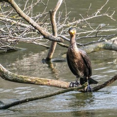 Phalacrocorax carbo