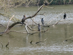 Phalacrocorax carbo