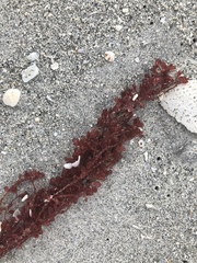 Botryocladia occidentalis