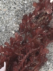 Botryocladia occidentalis