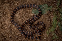 Annellated Coral Snake photo 3