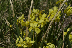 Moraea alticola