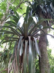 Vriesea gigantea