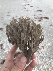 Clathria