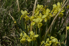 Moraea alticola