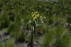 Moraea alticola